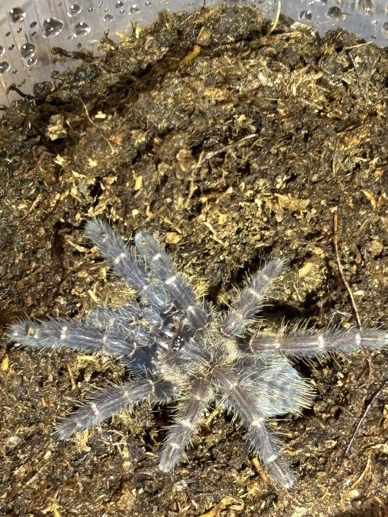 POSÍLÁM - C. versicolor, H. maculata, A. geniculata, 0. aureotibialis, Ch. cyanepubescens ...