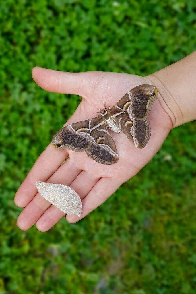 Motýli Martináč pajasanový - Samia cynthia