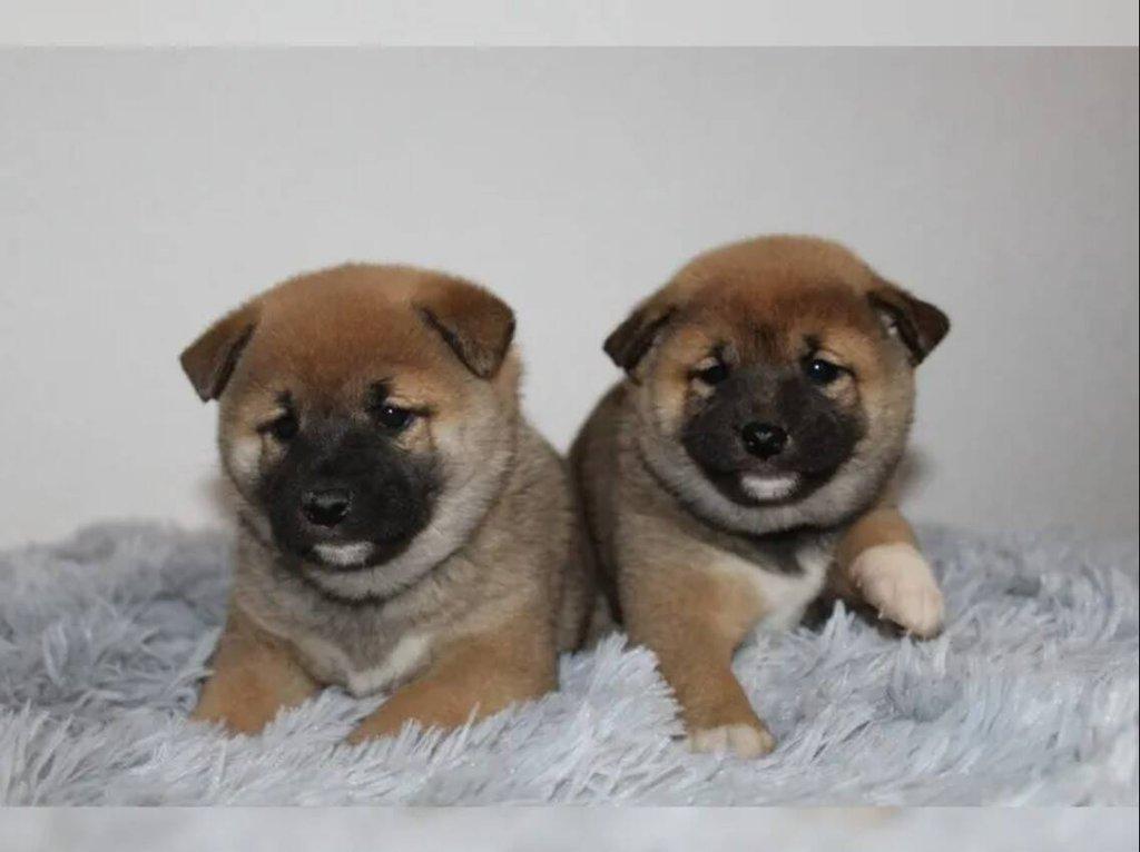 shiba-inu prodej