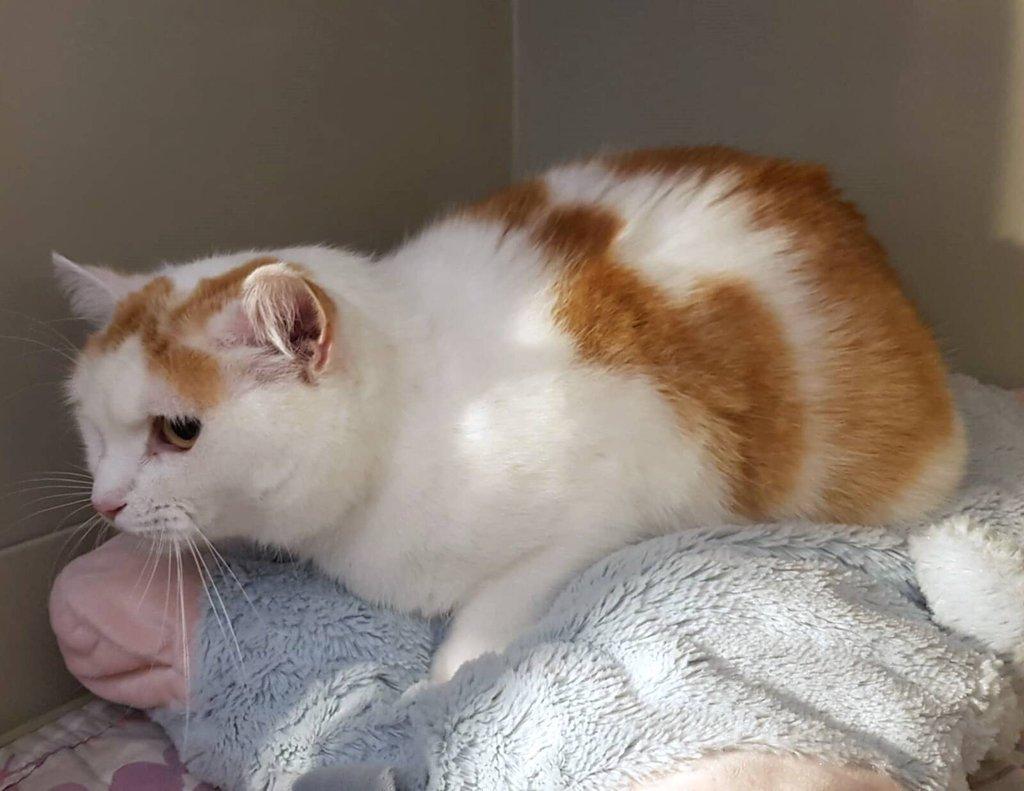 Kočička Růženka hledá nový domov