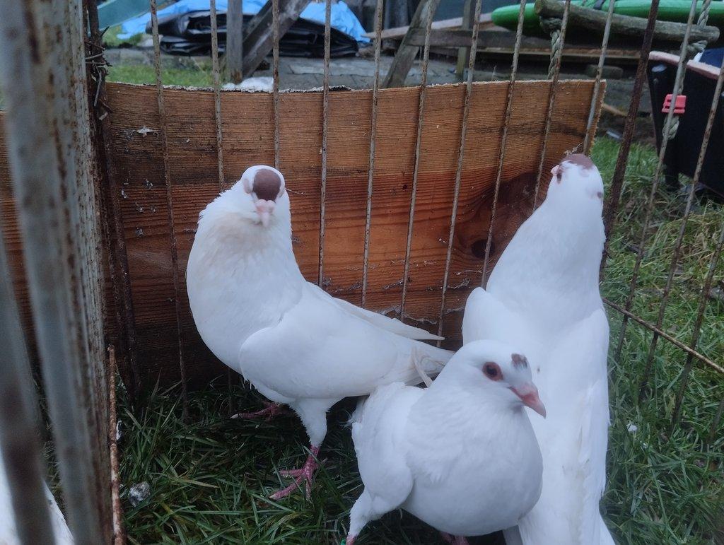 Prodám České stávaky