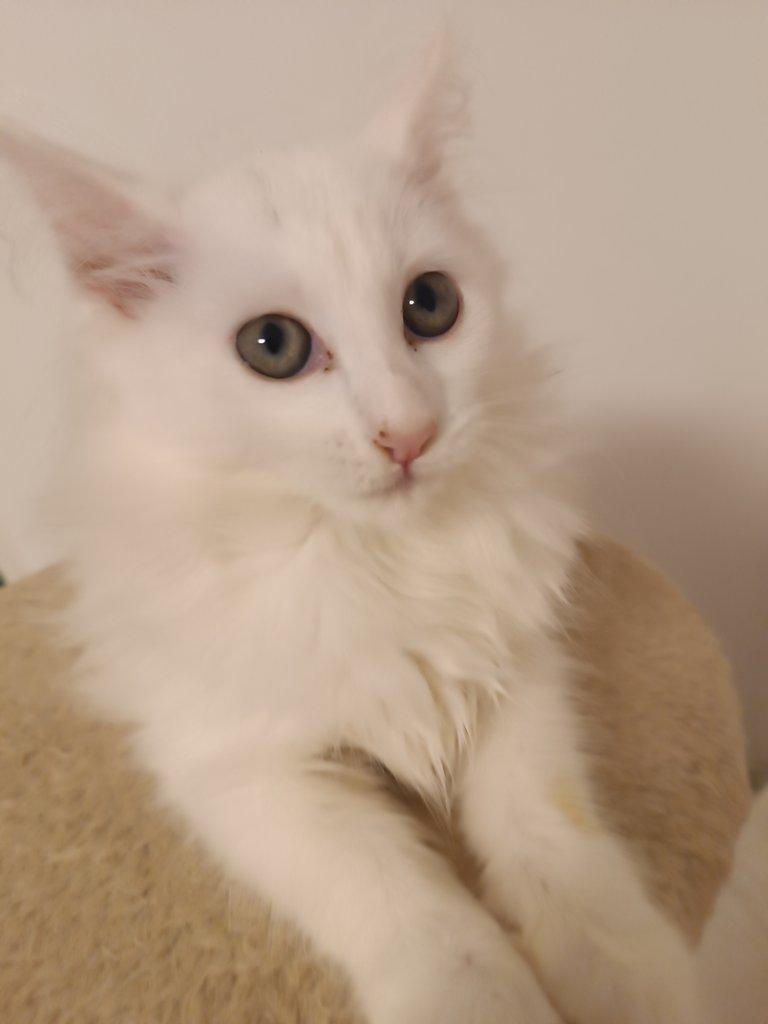 Mainská mývalí koťátka