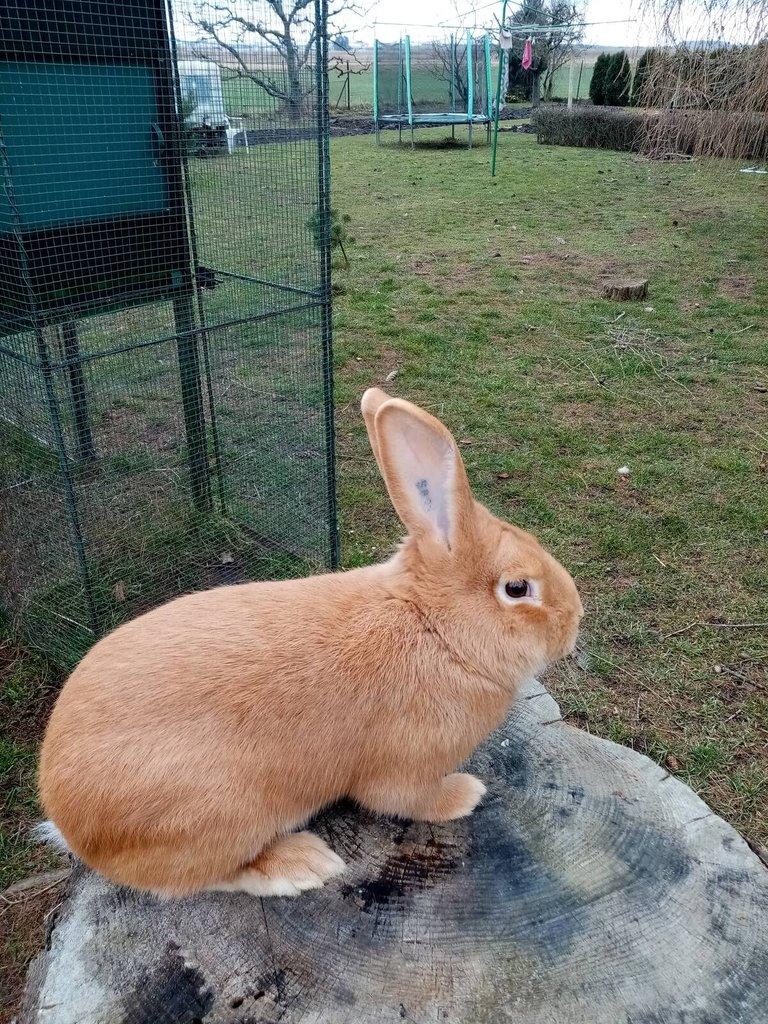 Burgundský králík