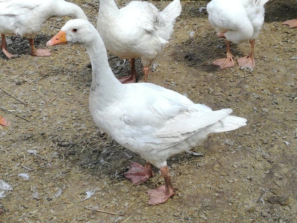 Housata husy německé nosné