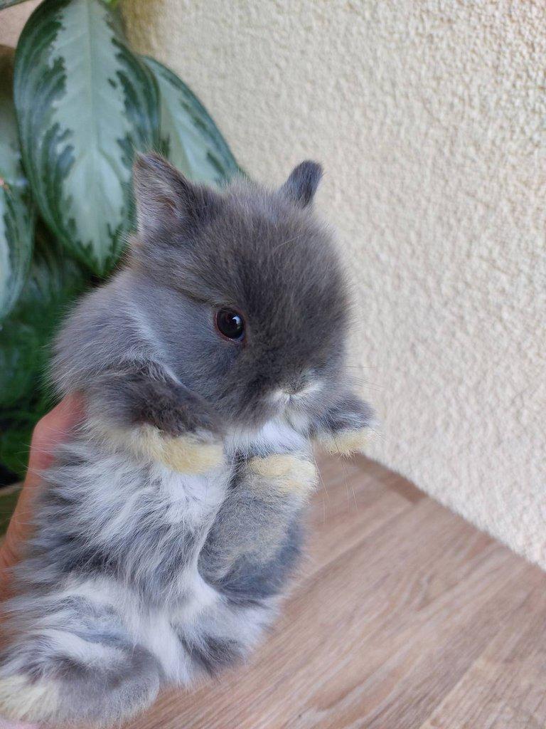 Zakrslý králík TEDDY - bílopesíkatý a činčilový