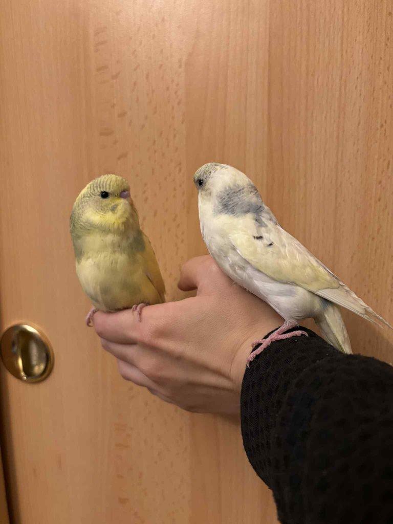 Prodám mladé andulky po vylétnutí z budky