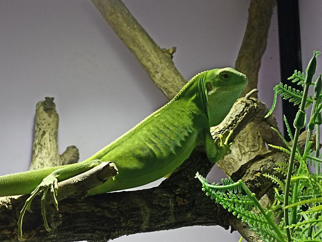 Brachylophus fasciatus