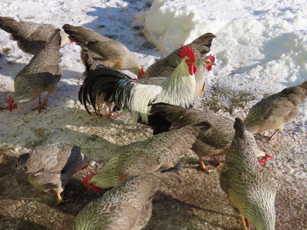 Vlaška stříbrně zbarvená - násadová vejce