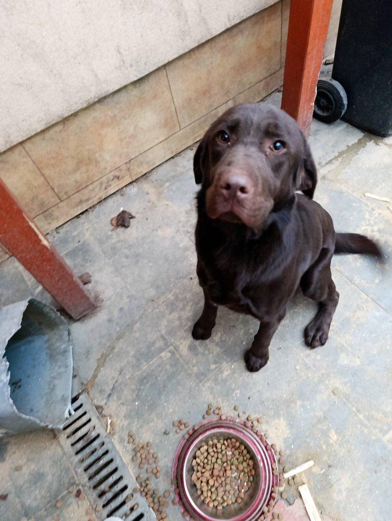 Čokoládový labrador