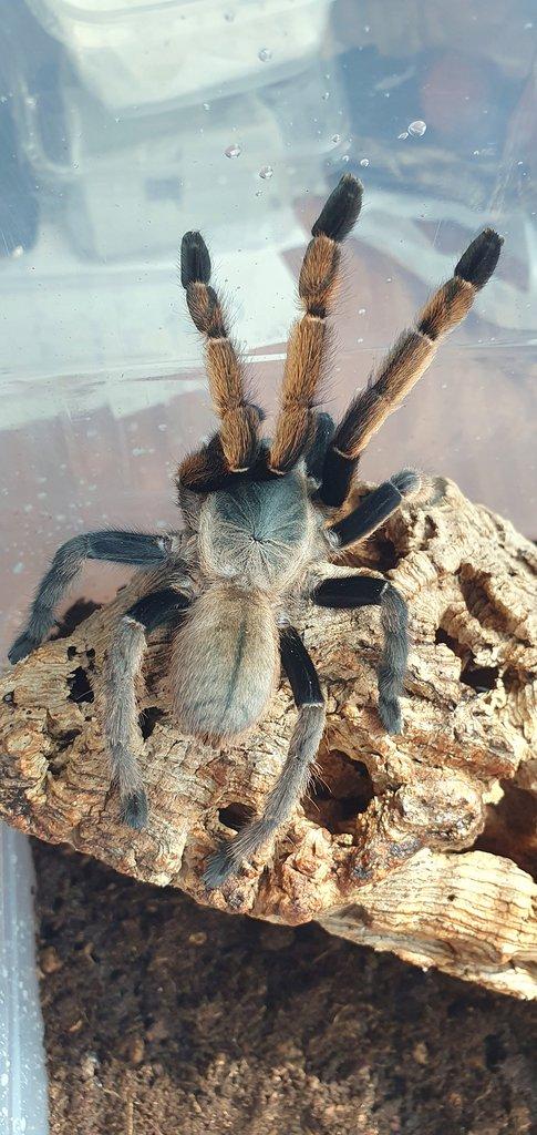 Ornithoctonus aureotibialis