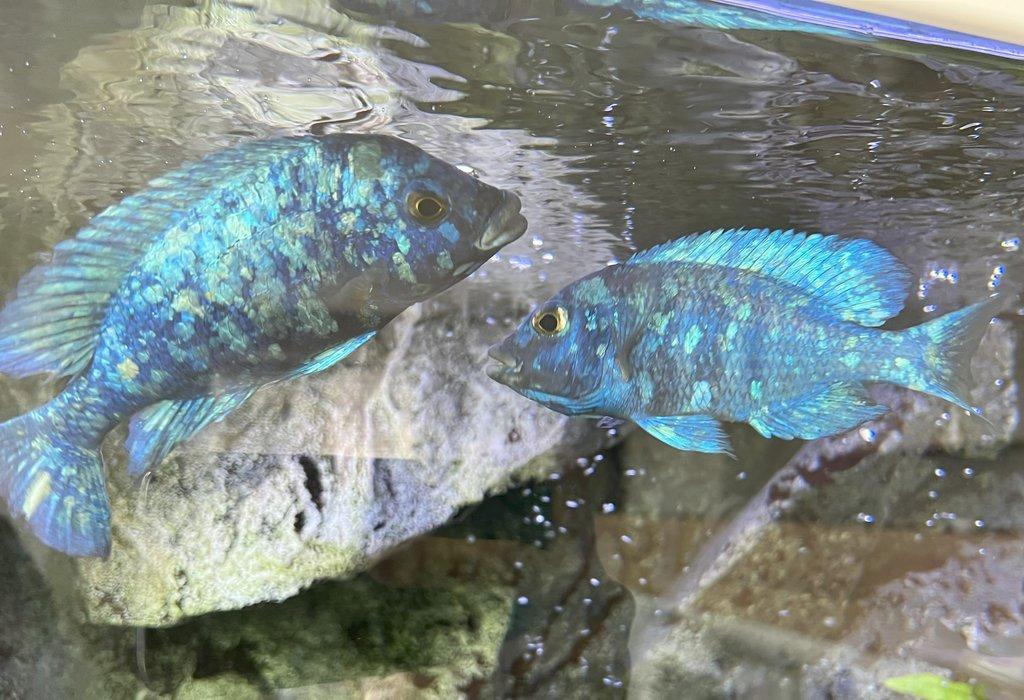 Malawi tlamovci Placidochromis phenochillus Tanzania Lupingu