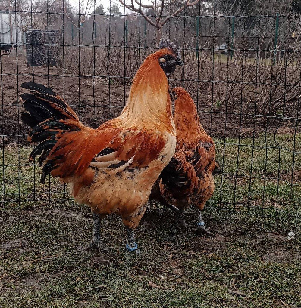 Ayam Cemani rezervace kuřat