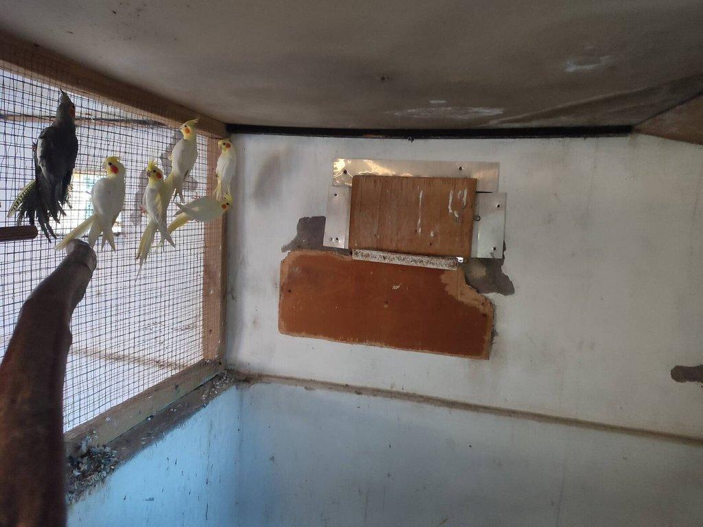 Prodám Korela chocholatá Lutino  oboje pohlaví.