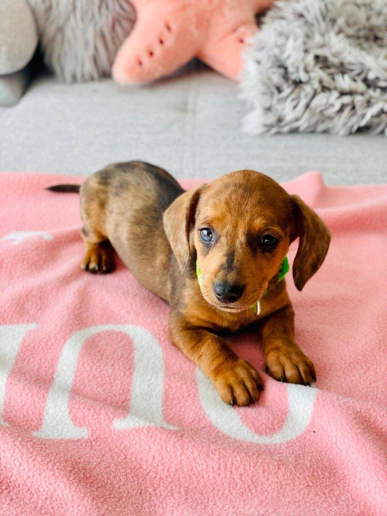 Merle Jezevčík hladkosrstý trpasličí