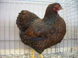 Násadová vajíčka Wyandotky zdrobnělé 24 barev