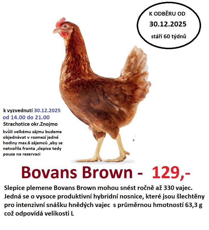 Roční slepice Bovans Brown