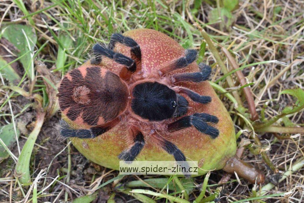 Samice P. victori, D.pentaloris, A. rufus, B. simoroxigorum a mnoho dalších zajimavých sklípkanů