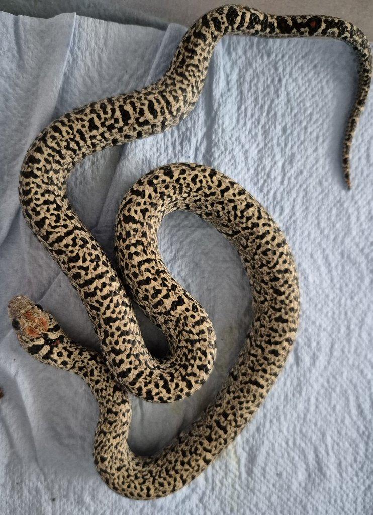 Mexicana ULTRAGRANIT NZ24