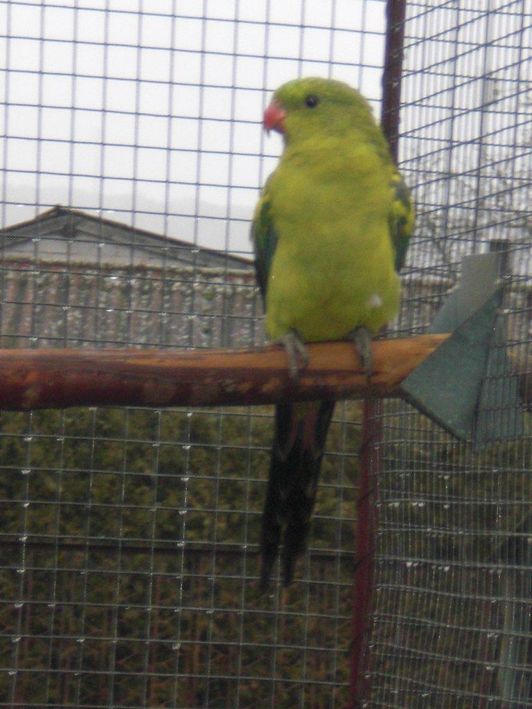 Papoušek horský štěp. na žlutý pastel