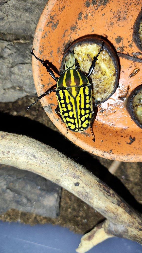 Chelorrhina savagei larvy