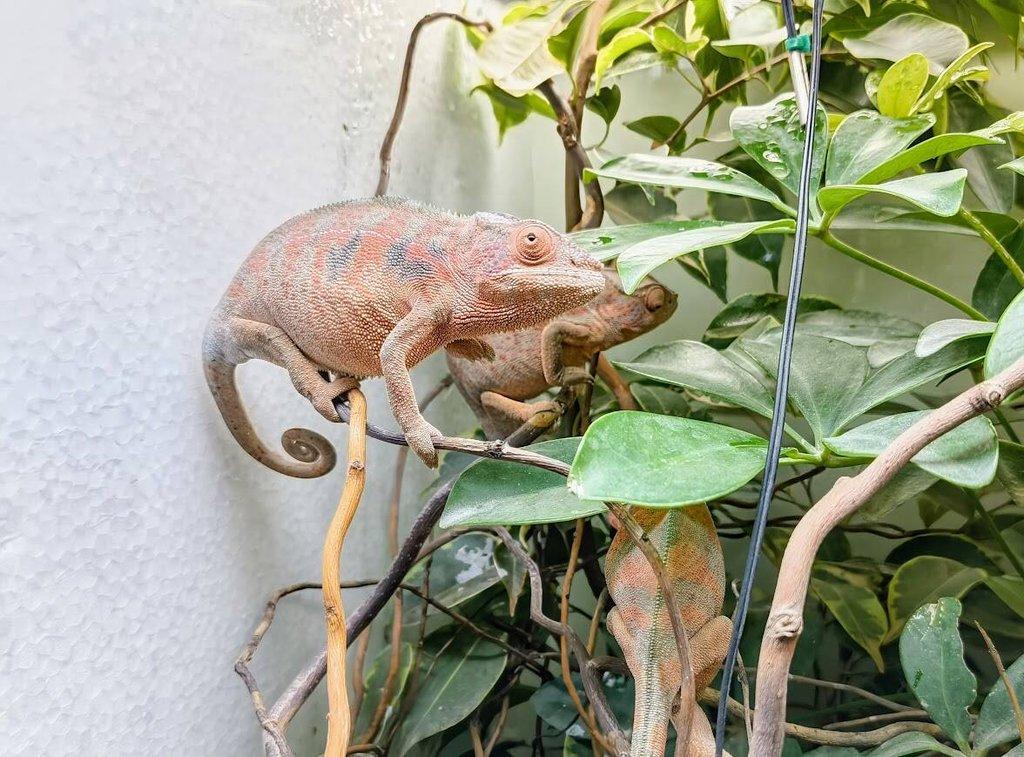 gen. F2 Furcifer Pardalis / Chameleon Pardálí - Nosy Be, již pouze samice