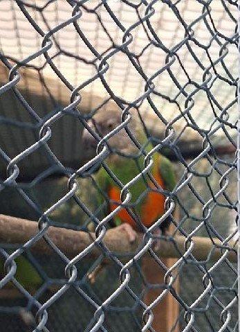 Prodám 1.0 papoušek senegalský