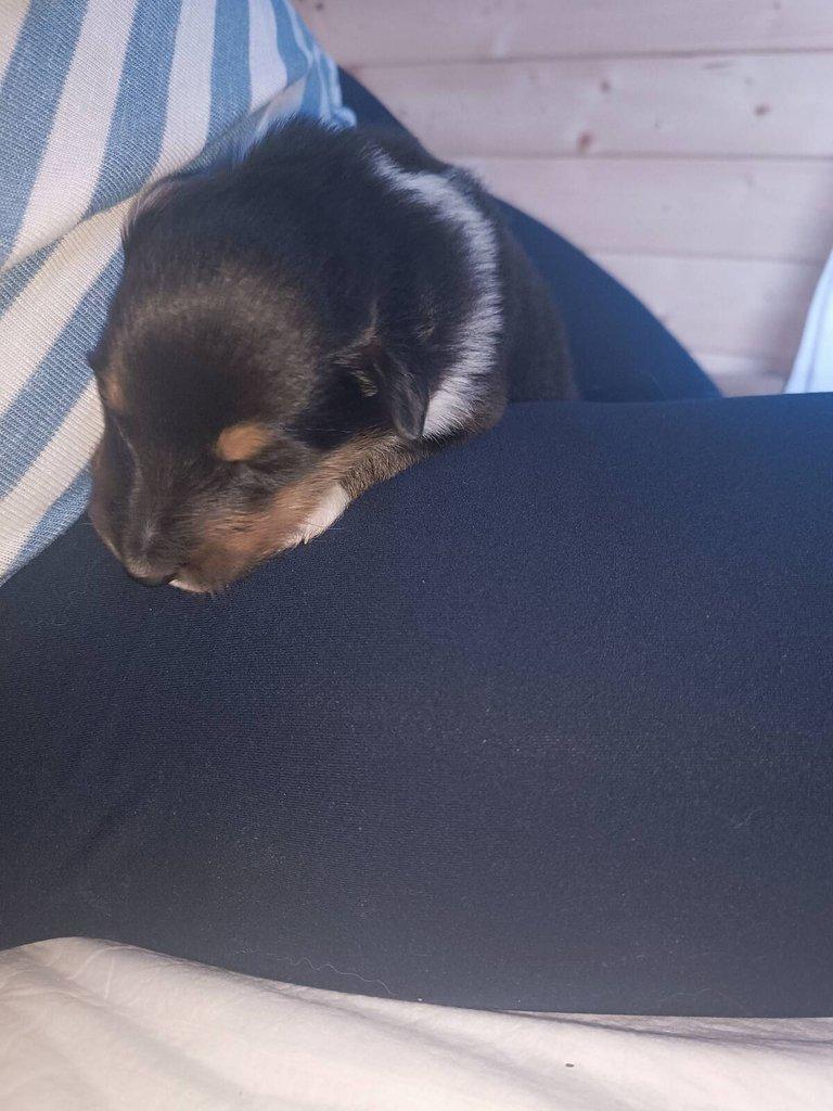 Dlouhosrstá kolie