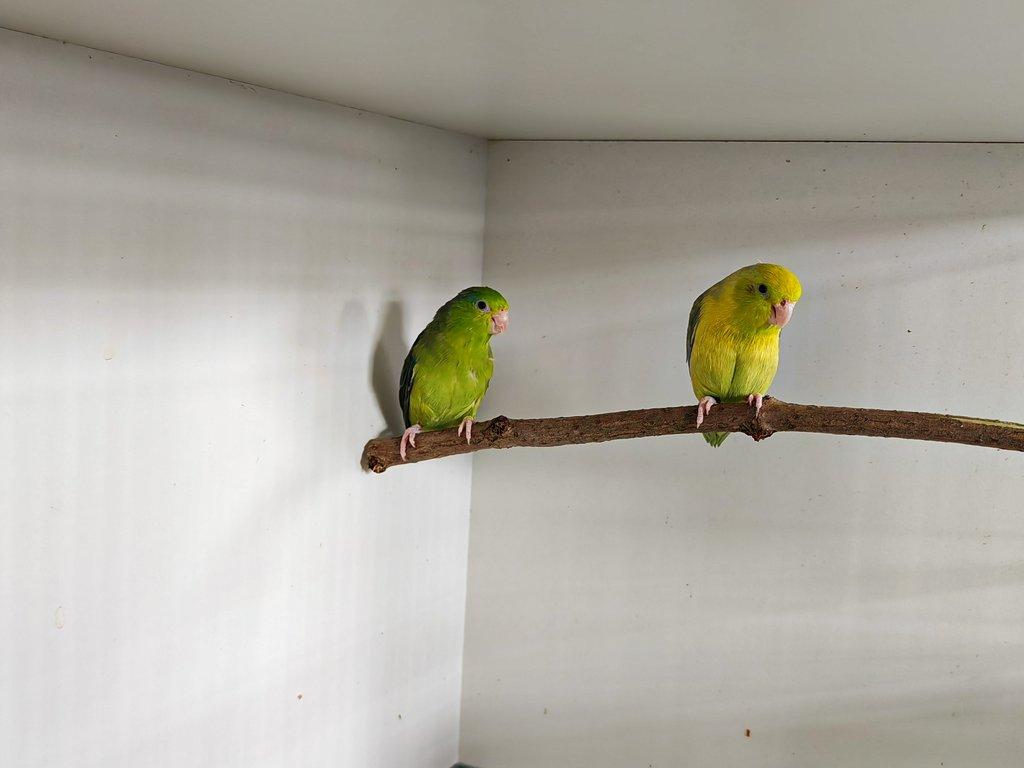 Papoušíček šedokřídlý