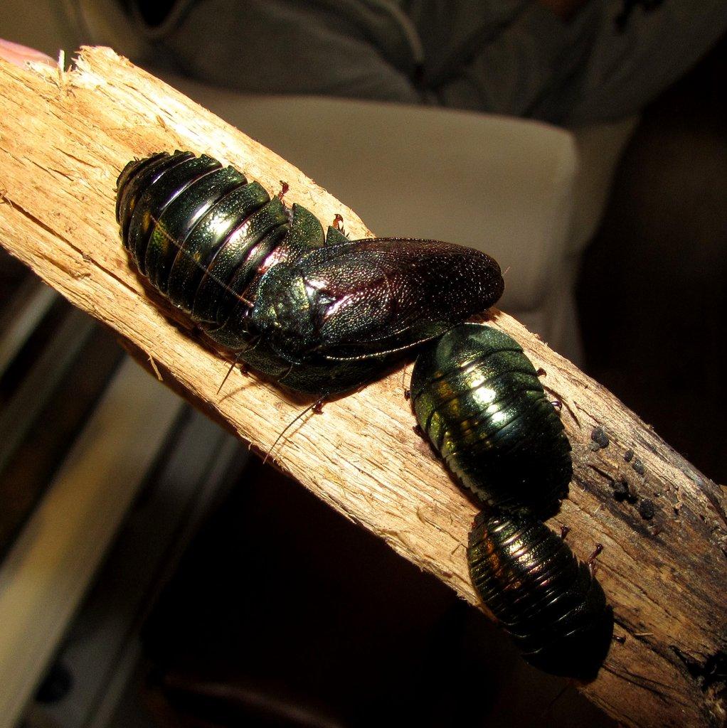 Švábi Pseudoglomeris magnifica a Therea olegrandjeani