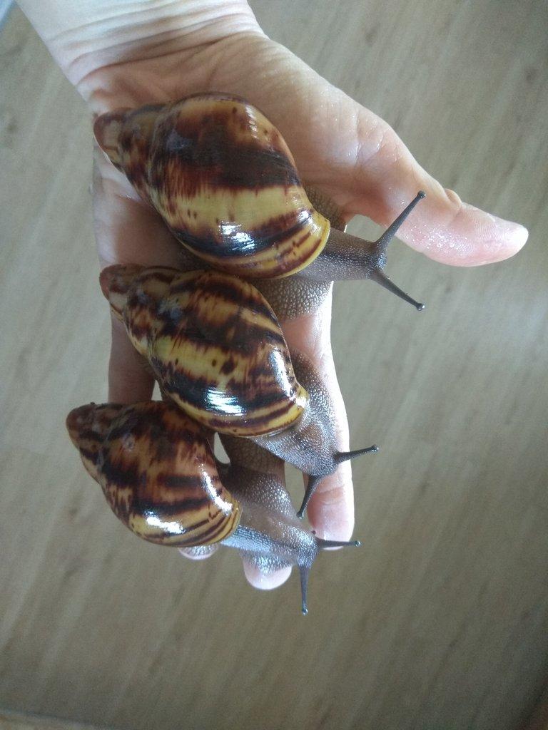 Africký šnek Archachatina Marginata Suturalis dark body