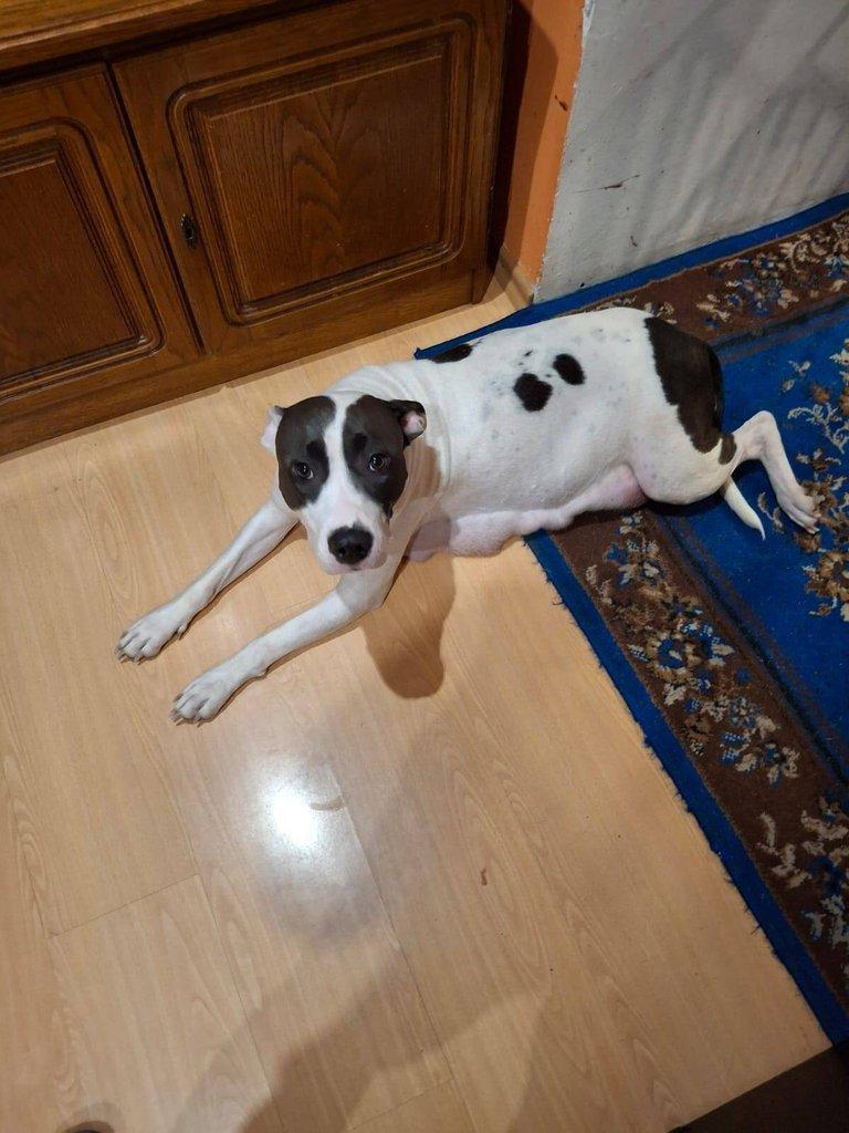 Štěňata Americký Stafordšírský terier