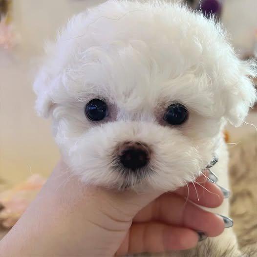 Štěňata bišonka frise na prodej s PP