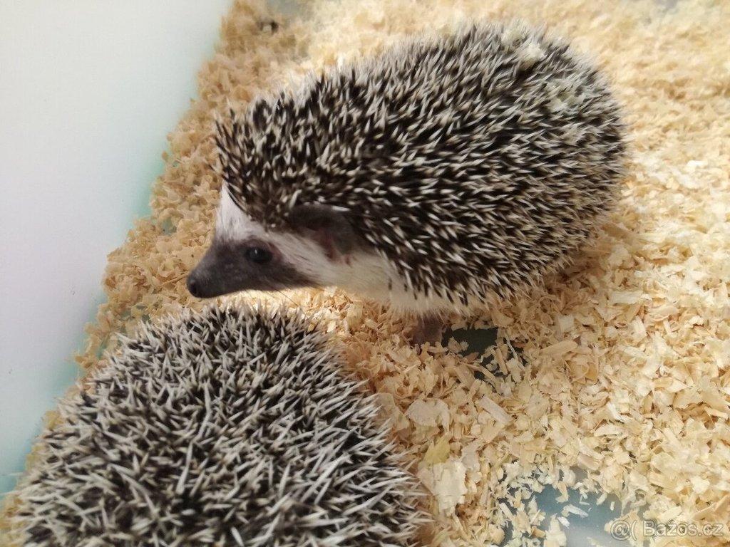 Ježek bělobřichý