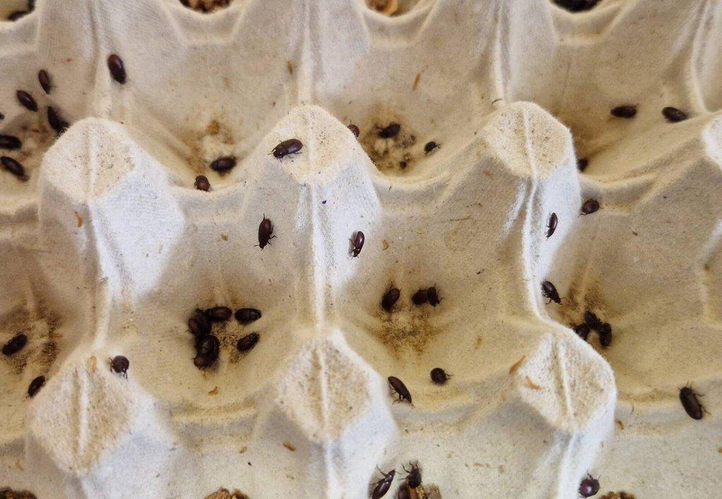 Alphitobius diaperinus