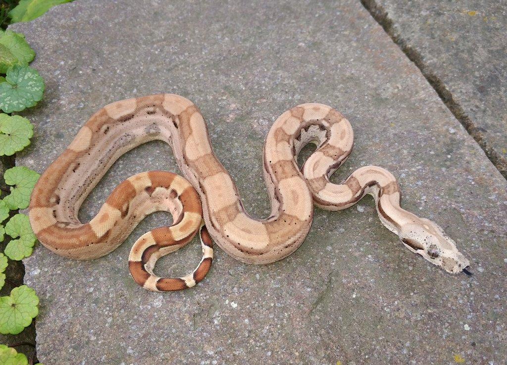 Boa imperator - Hypo Arabesque Keltic het Sharp Albino
