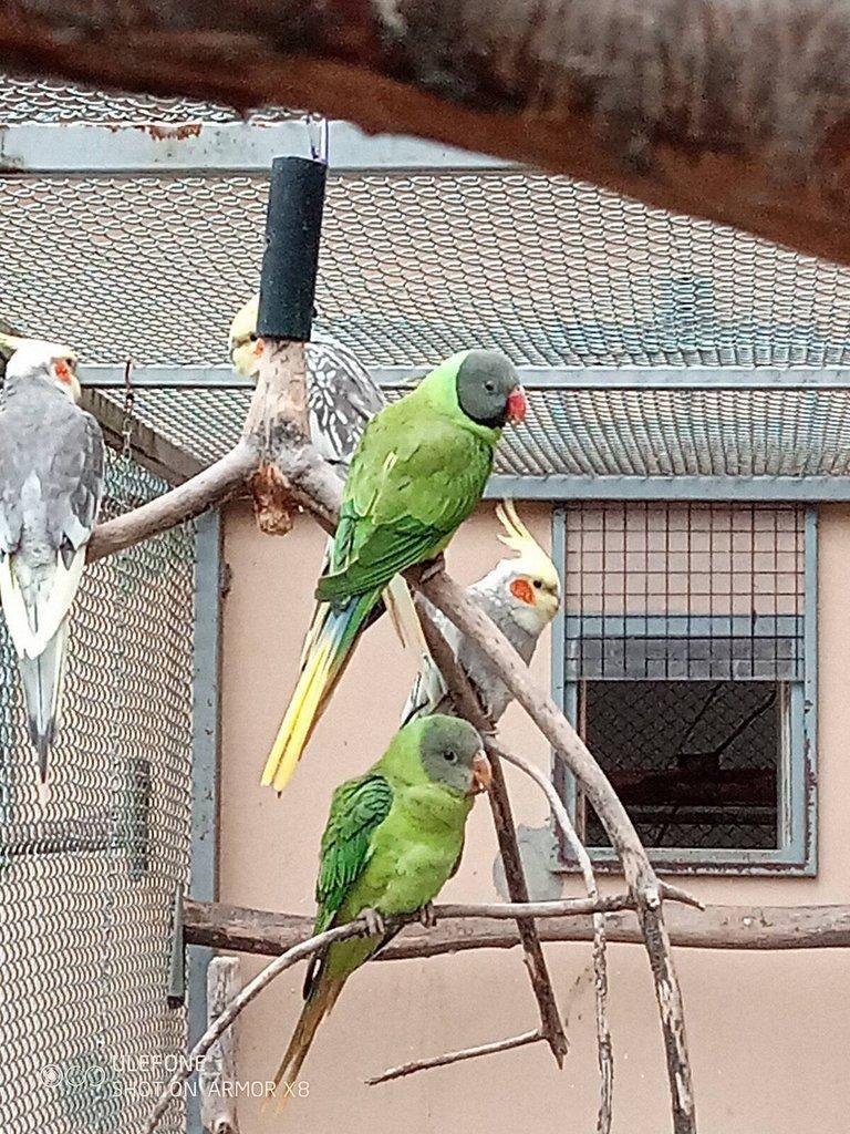 Alexandr černohlavý