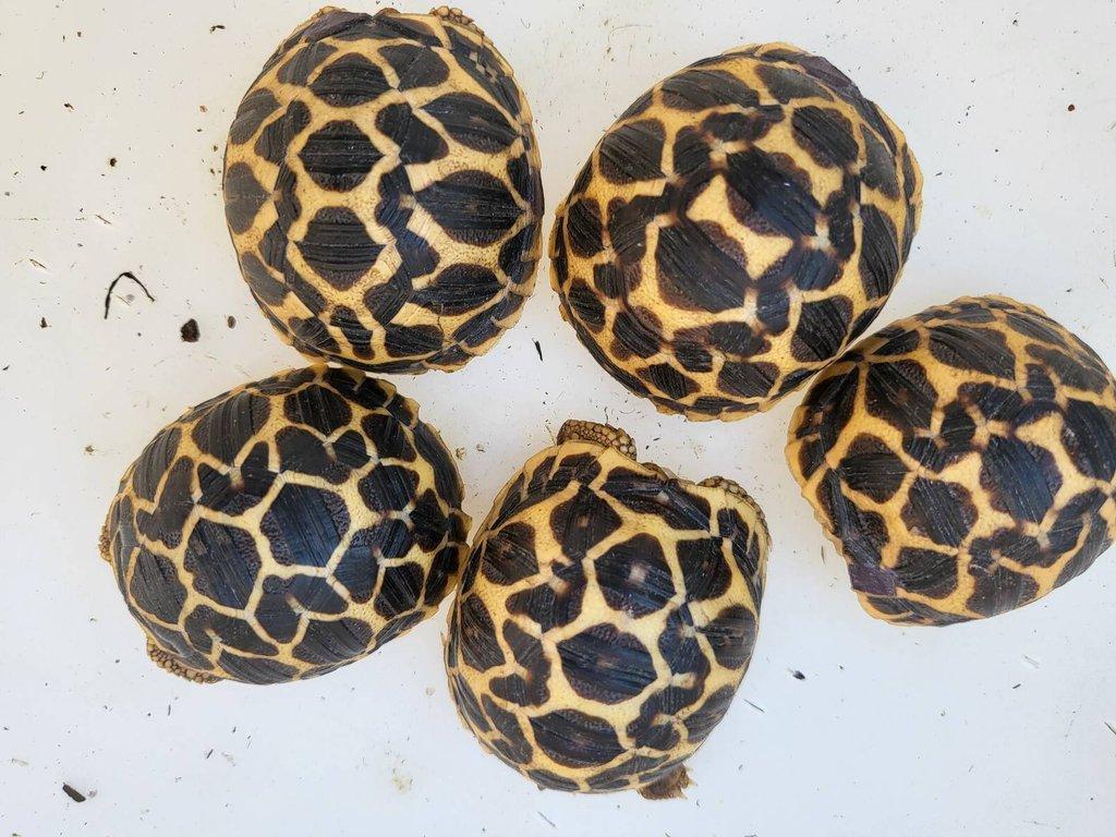 Astrochelys radiata, Geochelone elegans