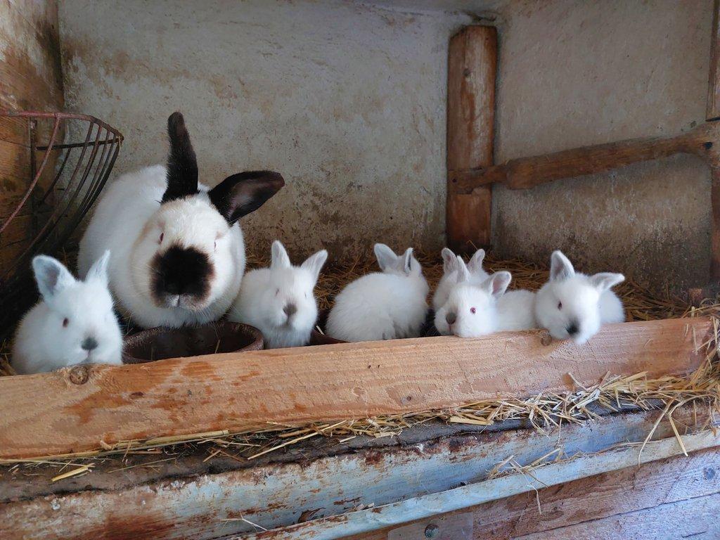 Kalifornský černý