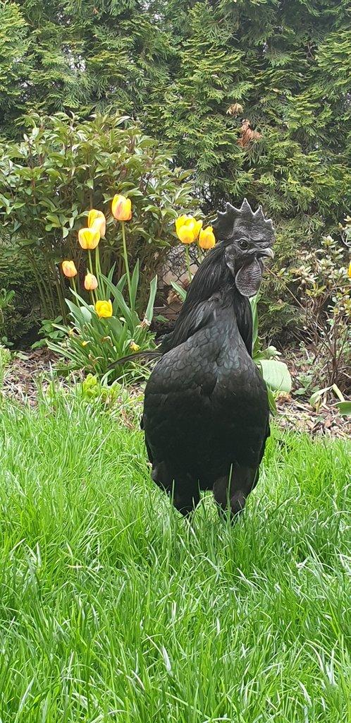 Kuřata Ayam Cemani