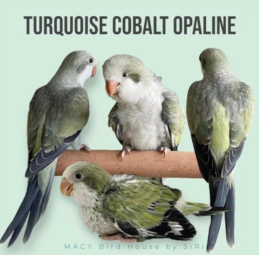 Koupím tyto barevné mutace