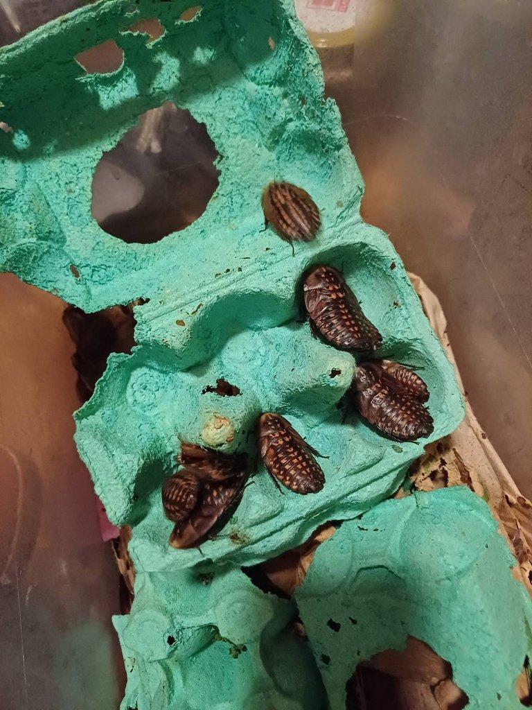 Prodám švábi  blaberus giganteus