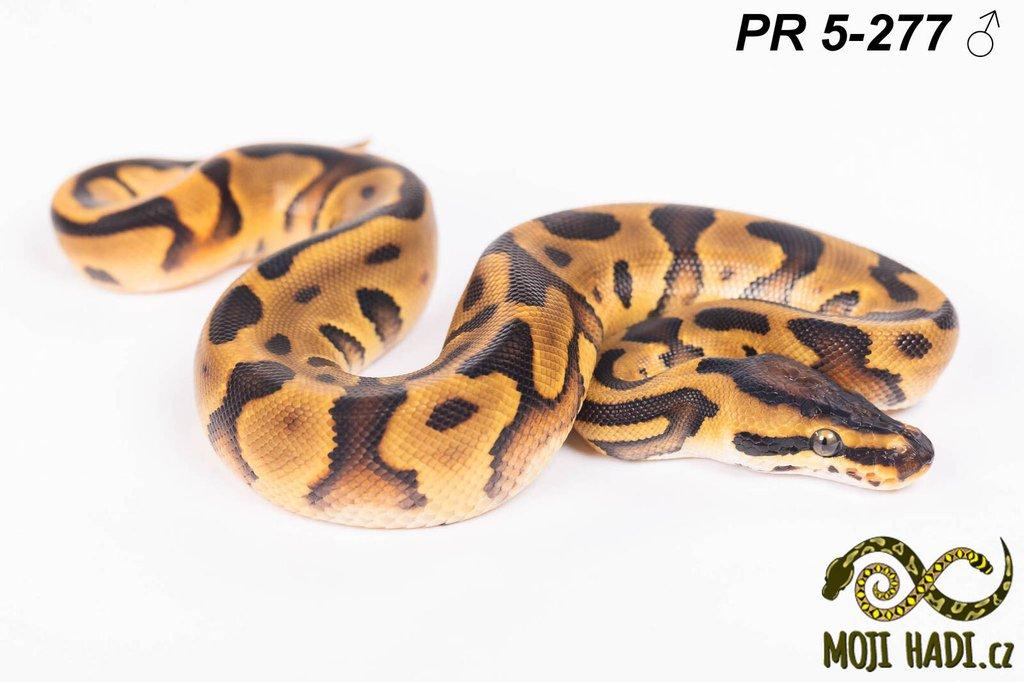 Krajta královská - Python regius