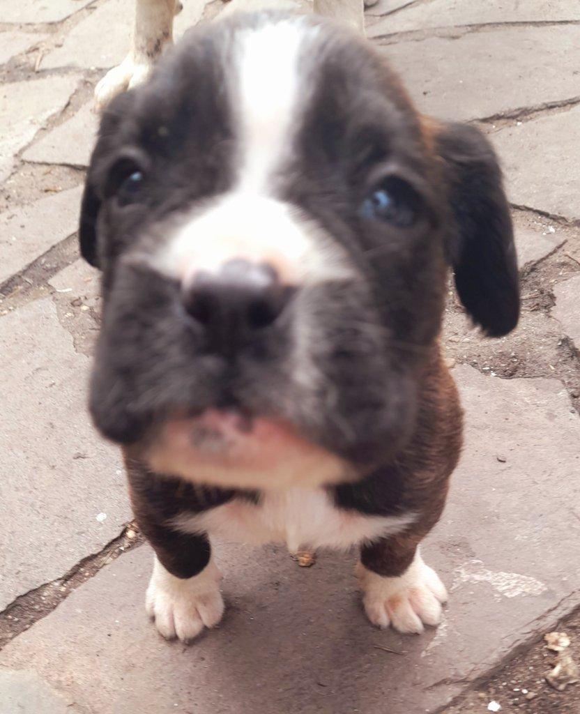 Žíhaná štěňátka Německý Boxer bez PP