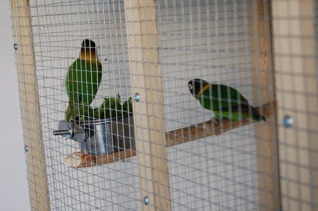Prodám pár agapornis škraboškových i s klecí
