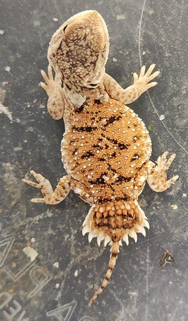 Xenagama taylorii