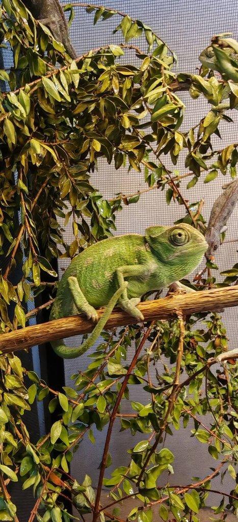 Chameleon Obecný - Chamaeleo Chamaeleon exkluzivní odchov.