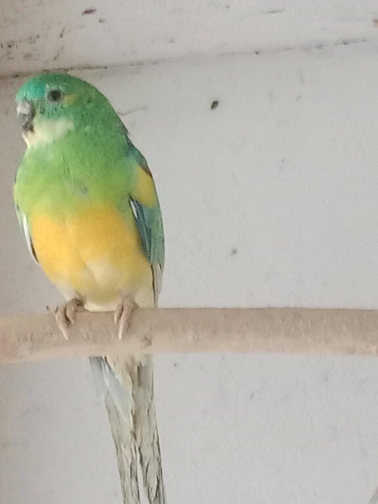 Prodám  papoušek zpěvavý