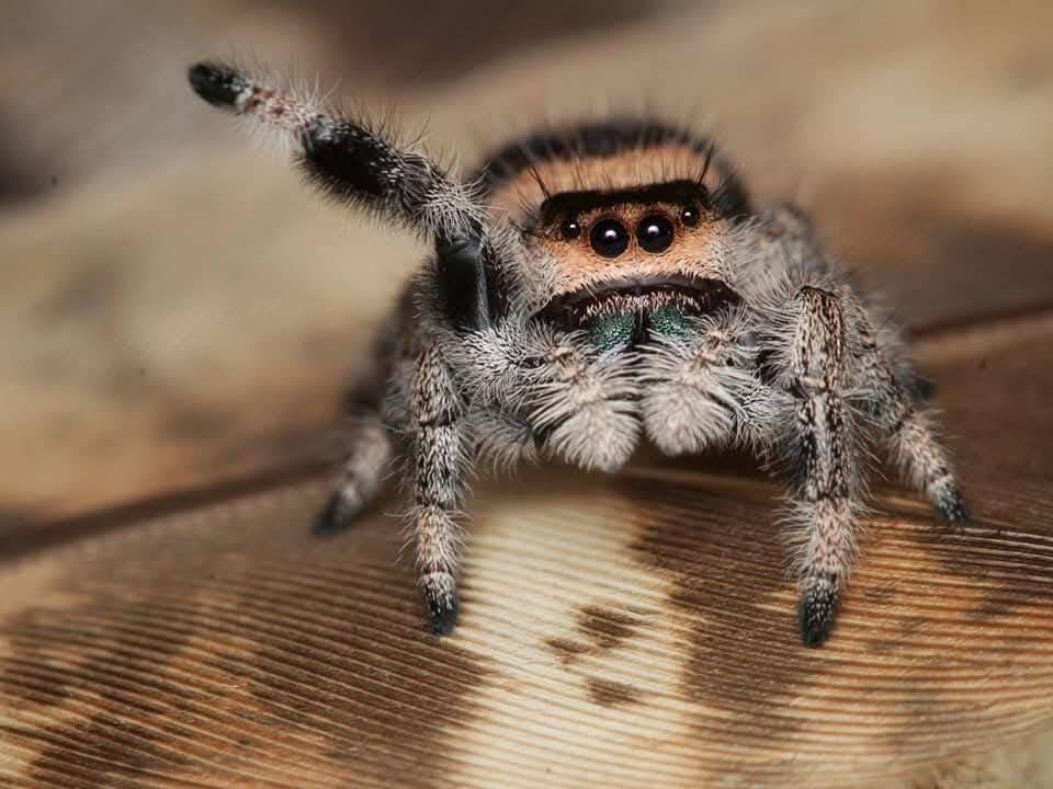 Phidippus regius Everglades, skákavka královská