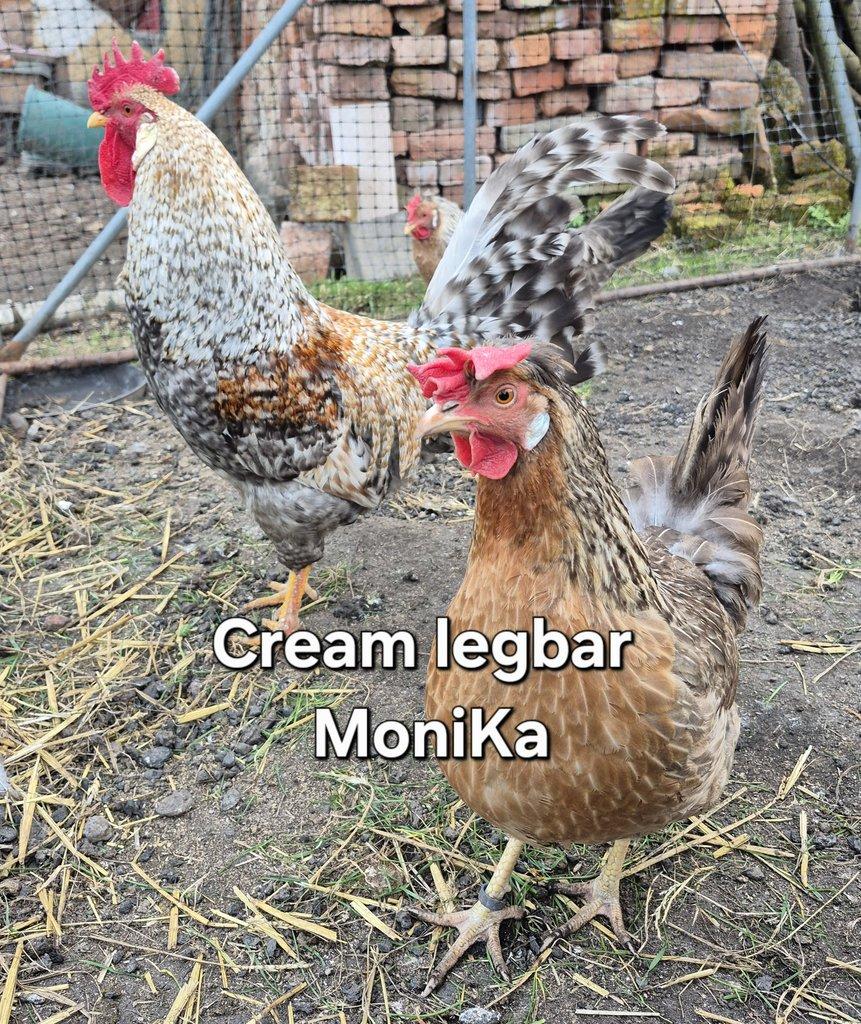 Násadová vajíčka Cream legbar