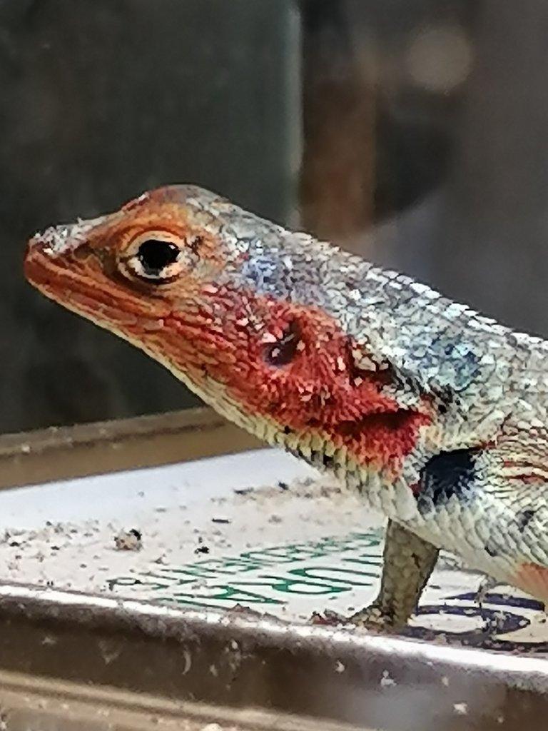 Uromastyx